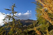 90 Scendo tra larici  dai caldi colori autunnali